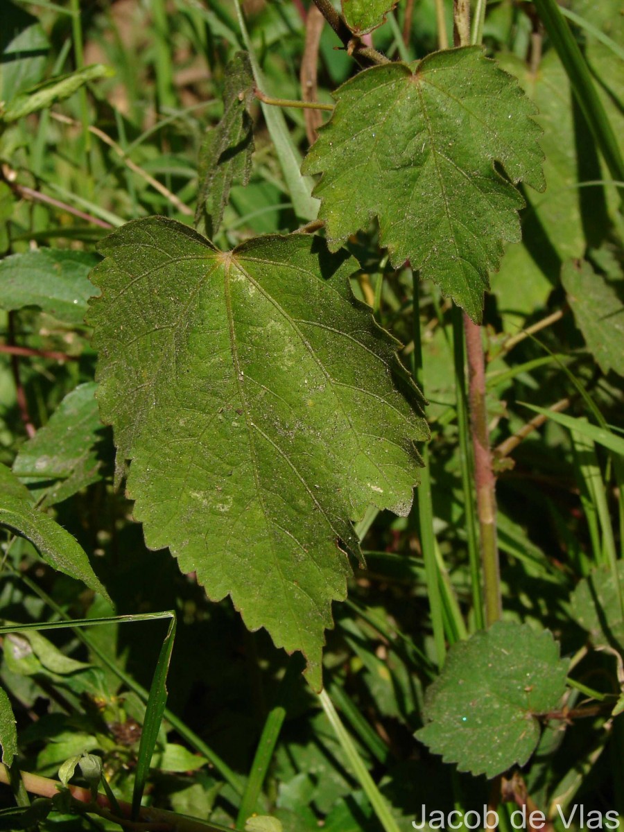 Hibiscus lobatus (Murray) Kuntze